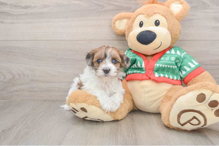 Havapoo Pup Being Cute