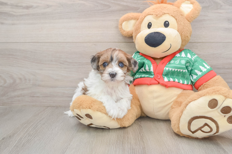 5 week old Havapoo Puppy For Sale - Florida Fur Babies