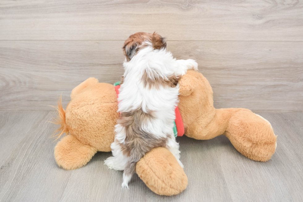 Adorable Havadoodle Poodle Mix Puppy