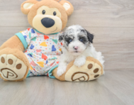 6 week old Havapoo Puppy For Sale - Florida Fur Babies