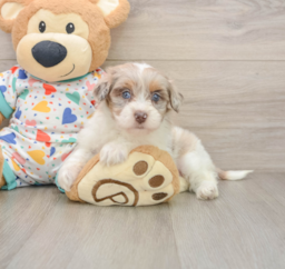 8 week old Havapoo Puppy For Sale - Florida Fur Babies