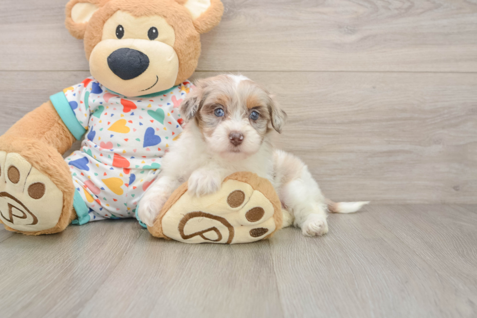 Havapoo Puppy for Adoption