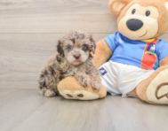 5 week old Havapoo Puppy For Sale - Florida Fur Babies