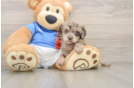 Playful Havadoodle Poodle Mix Puppy