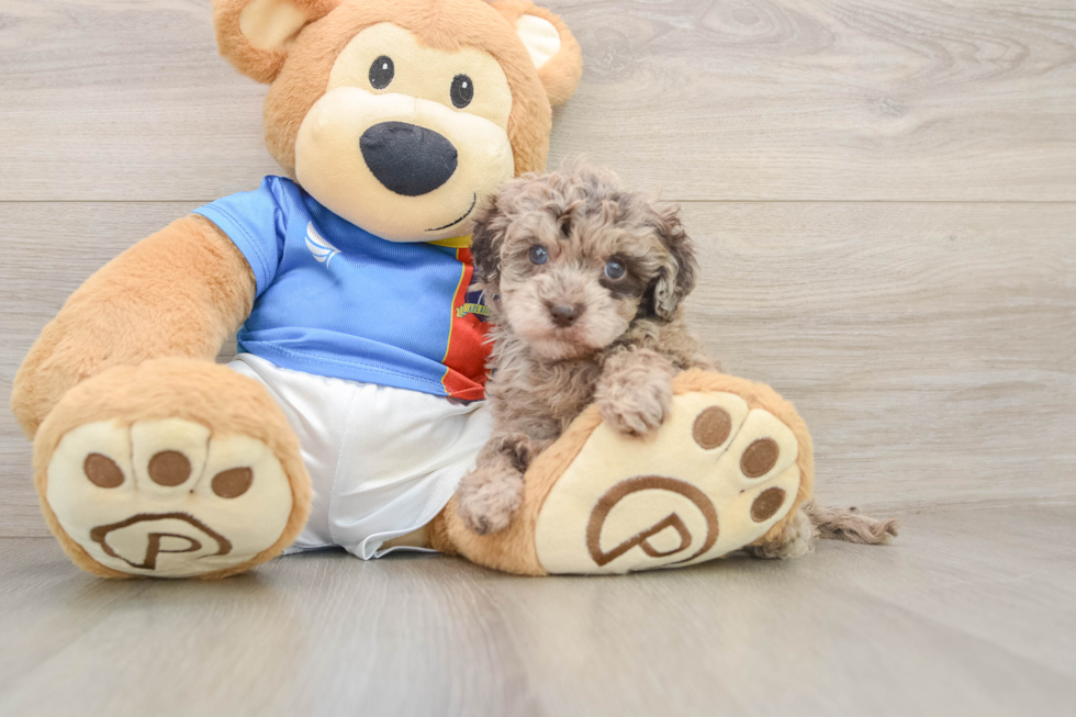 Playful Havadoodle Poodle Mix Puppy