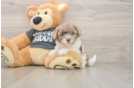 Fluffy Havapoo Poodle Mix Pup