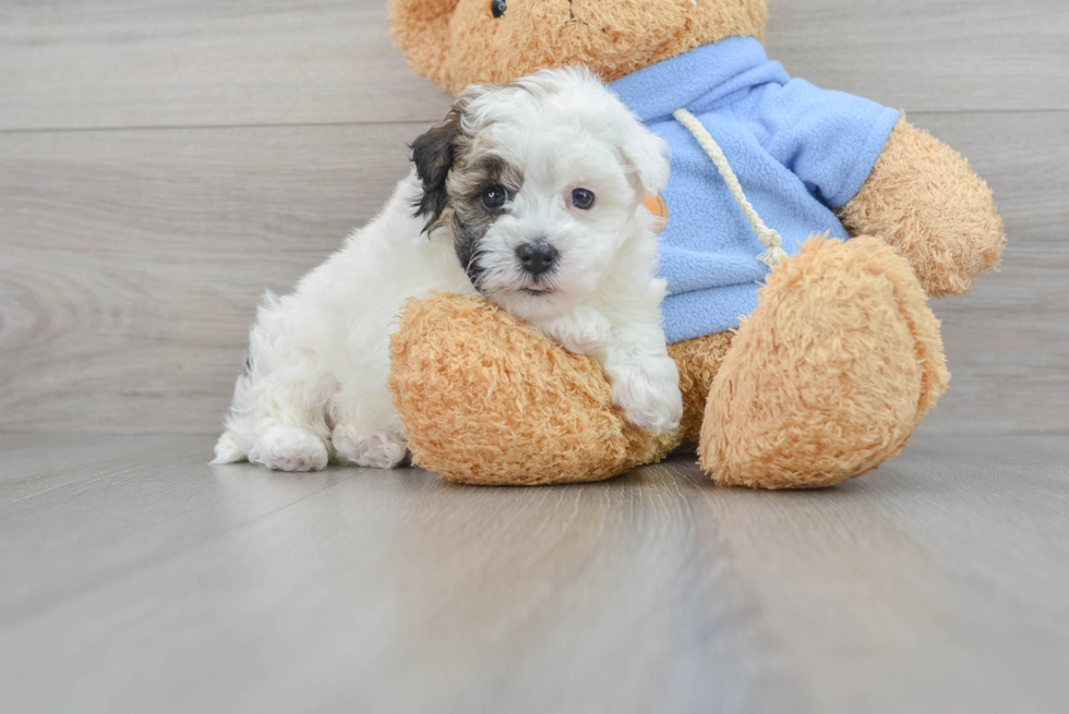 Cute Havapoo Baby