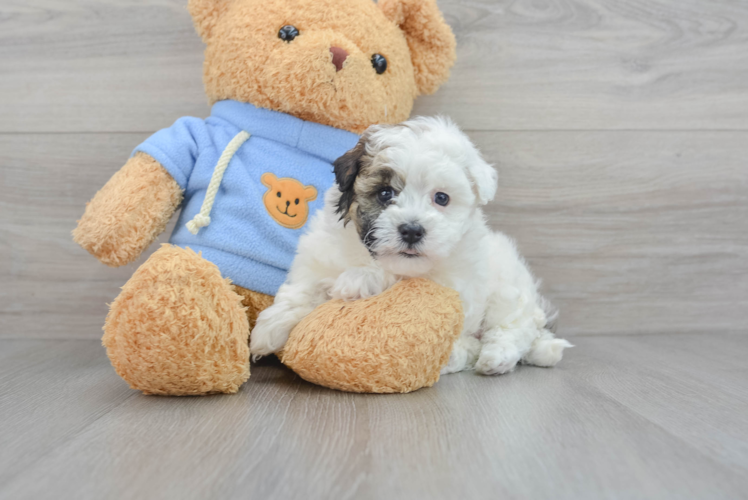 Havapoo Pup Being Cute