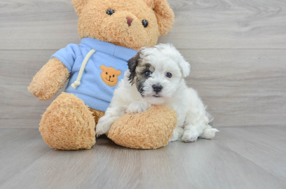 7 week old Havapoo Puppy For Sale - Florida Fur Babies