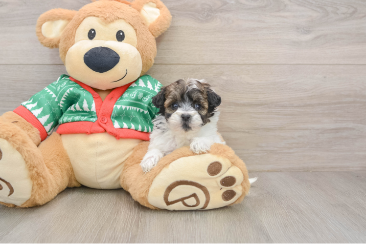 Petite Havapoo Poodle Mix Pup
