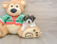 6 week old Havapoo Puppy For Sale - Florida Fur Babies