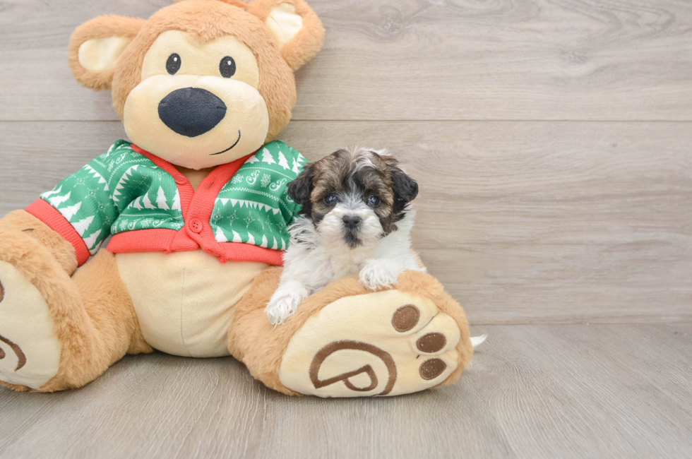 5 week old Havapoo Puppy For Sale - Florida Fur Babies