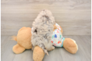 Cute Havapoo Baby
