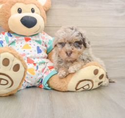 8 week old Havapoo Puppy For Sale - Florida Fur Babies