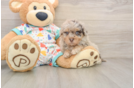 Havapoo Puppy for Adoption