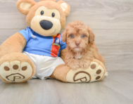5 week old Havapoo Puppy For Sale - Florida Fur Babies