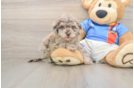 Havapoo Puppy for Adoption