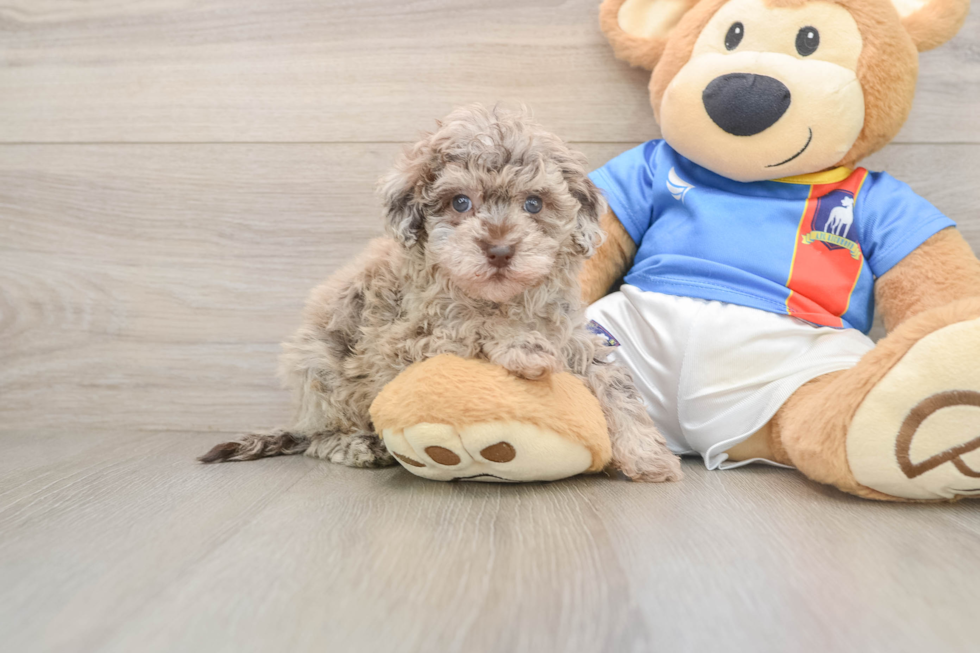 Havapoo Puppy for Adoption