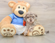 6 week old Havapoo Puppy For Sale - Florida Fur Babies