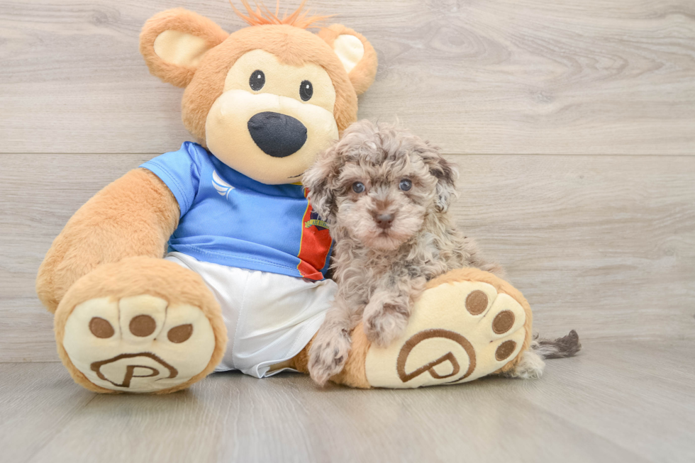 Little Havadoodle Poodle Mix Puppy