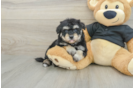 Havapoo Pup Being Cute