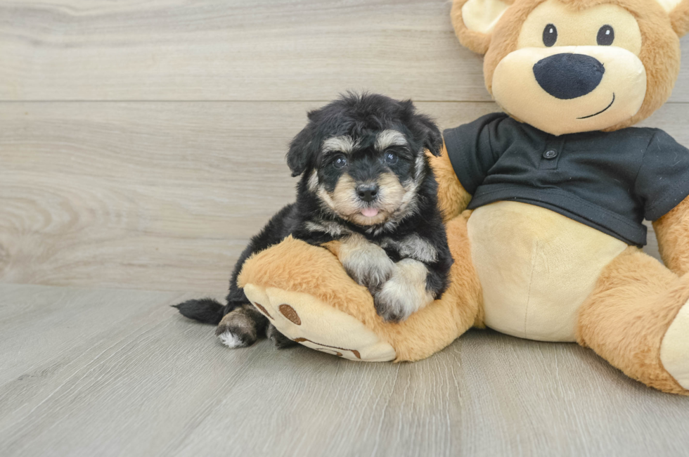5 week old Havapoo Puppy For Sale - Florida Fur Babies