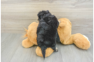 Small Havapoo Baby