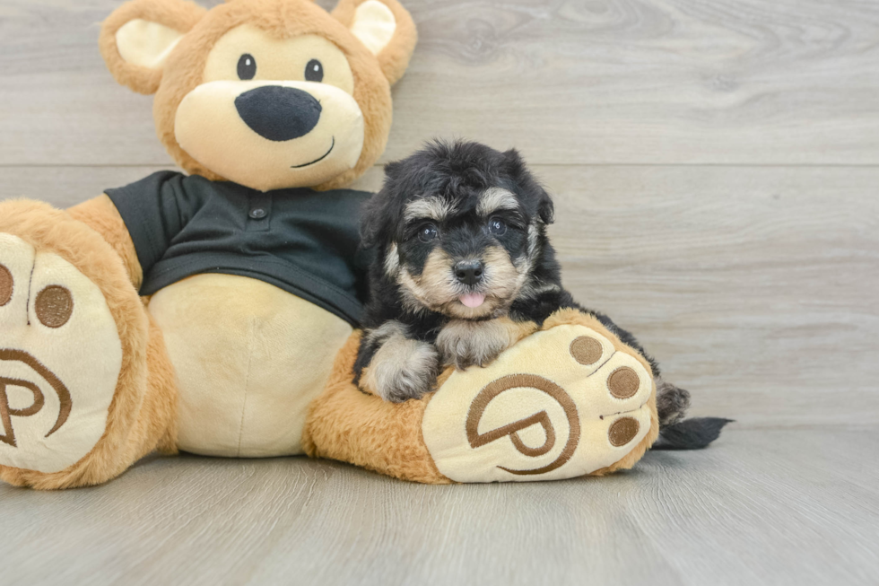 Best Havapoo Baby