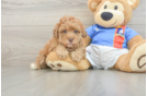 Funny Havapoo Poodle Mix Pup