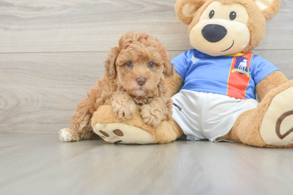 Funny Havapoo Poodle Mix Pup