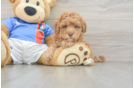 Havapoo Pup Being Cute