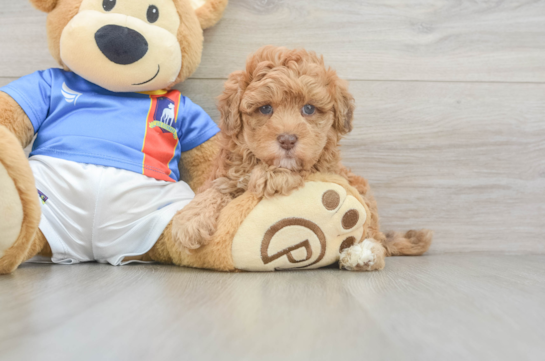 Havapoo Pup Being Cute
