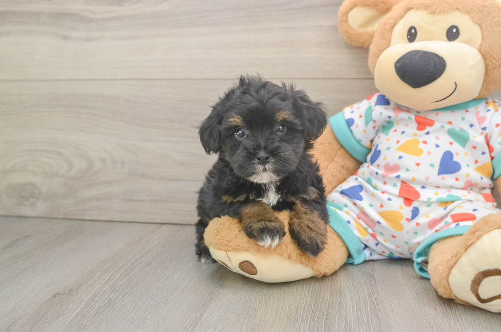 5 week old Havapoo Puppy For Sale - Florida Fur Babies