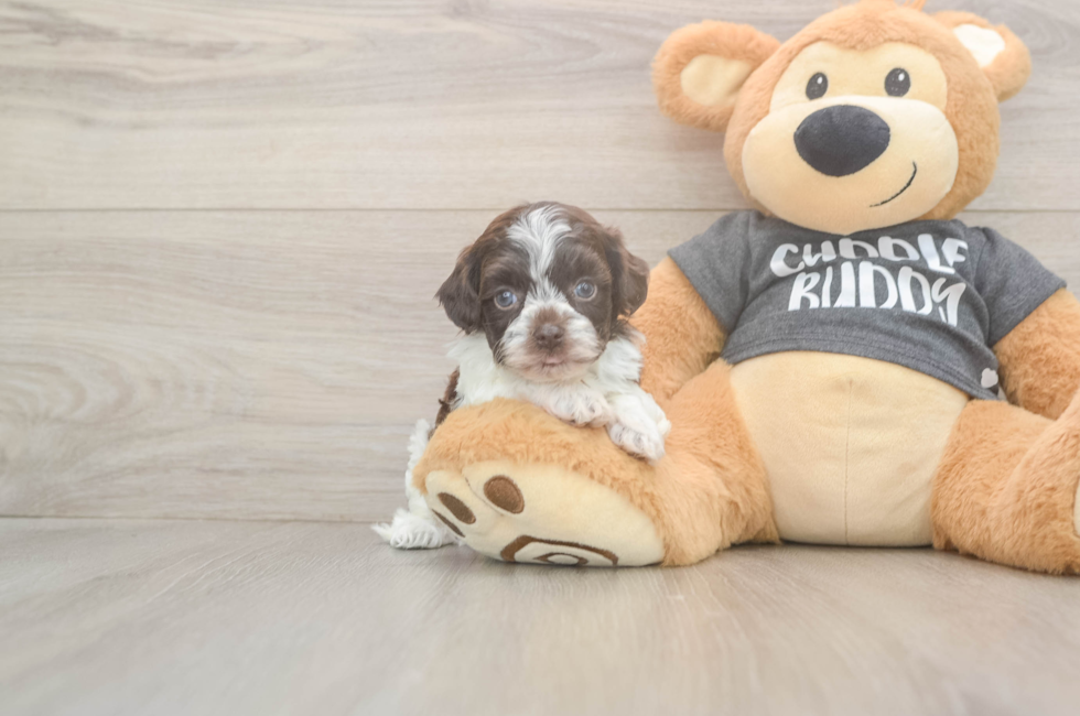 5 week old Havapoo Puppy For Sale - Florida Fur Babies