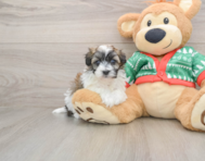 6 week old Havapoo Puppy For Sale - Florida Fur Babies