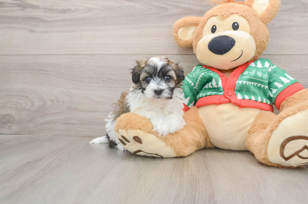 5 week old Havapoo Puppy For Sale - Florida Fur Babies