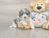 6 week old Havapoo Puppy For Sale - Florida Fur Babies