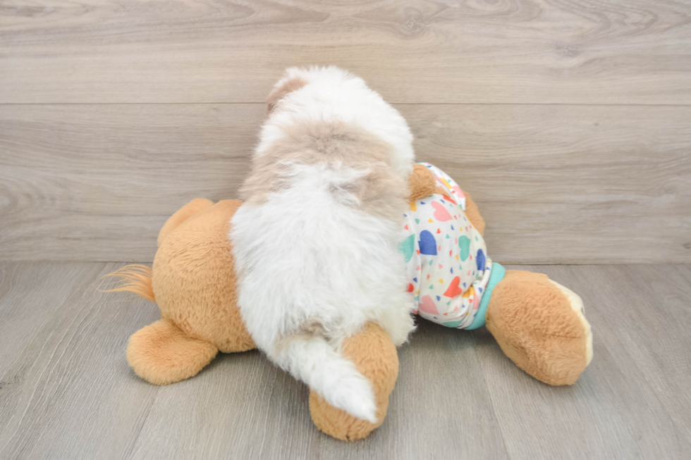 Havapoo Puppy for Adoption