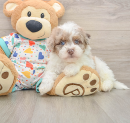 8 week old Havapoo Puppy For Sale - Florida Fur Babies