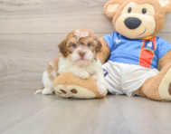 5 week old Havapoo Puppy For Sale - Florida Fur Babies