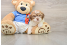 Fluffy Havapoo Poodle Mix Pup