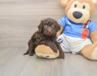 5 week old Havapoo Puppy For Sale - Florida Fur Babies