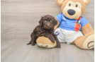 Cute Havapoo Baby