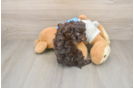 Fluffy Havapoo Poodle Mix Pup