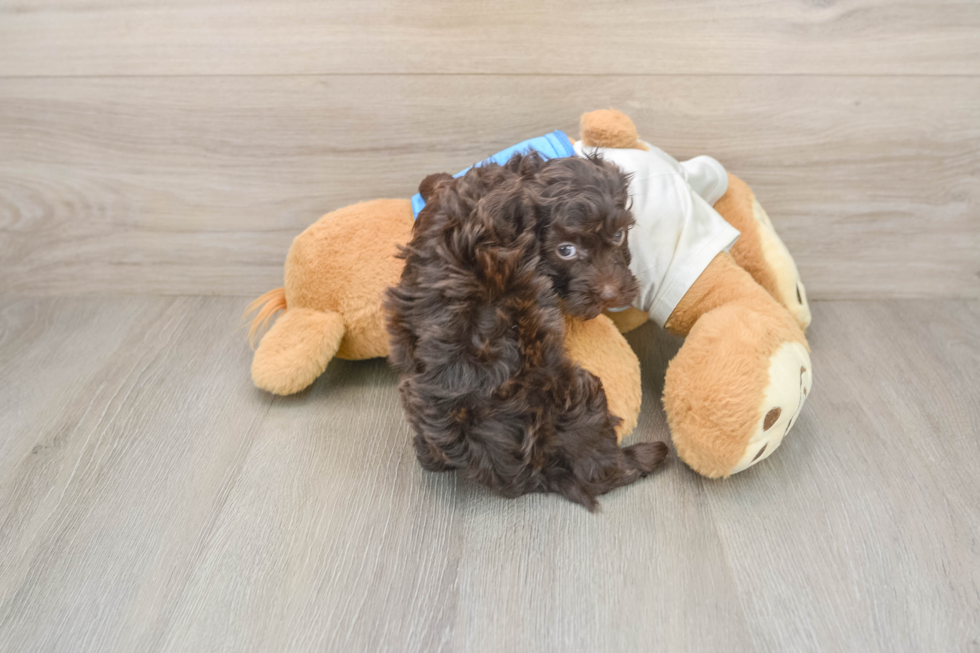 Fluffy Havapoo Poodle Mix Pup