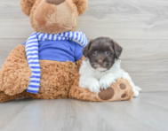 12 week old Havapoo Puppy For Sale - Florida Fur Babies