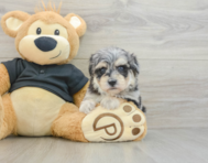 12 week old Havapoo Puppy For Sale - Florida Fur Babies