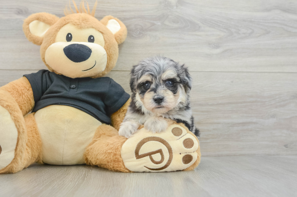 5 week old Havapoo Puppy For Sale - Florida Fur Babies