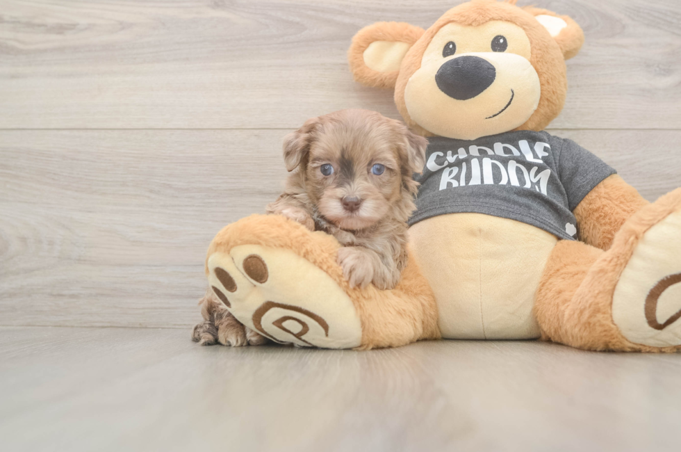 5 week old Havapoo Puppy For Sale - Florida Fur Babies