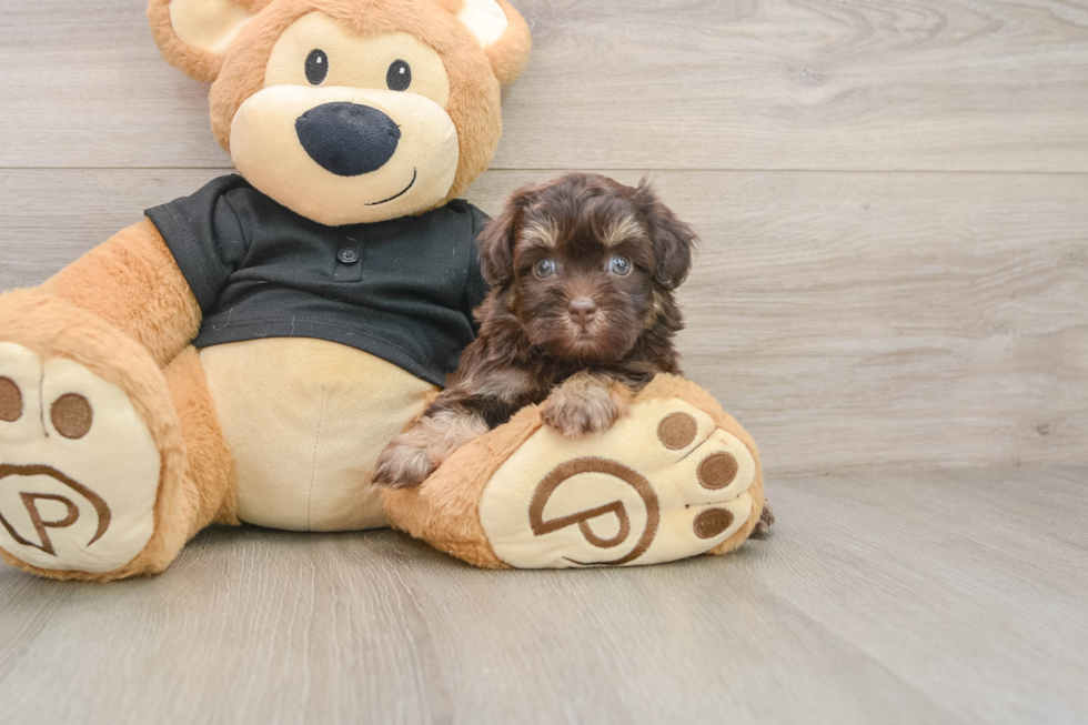 Havapoo Puppy for Adoption